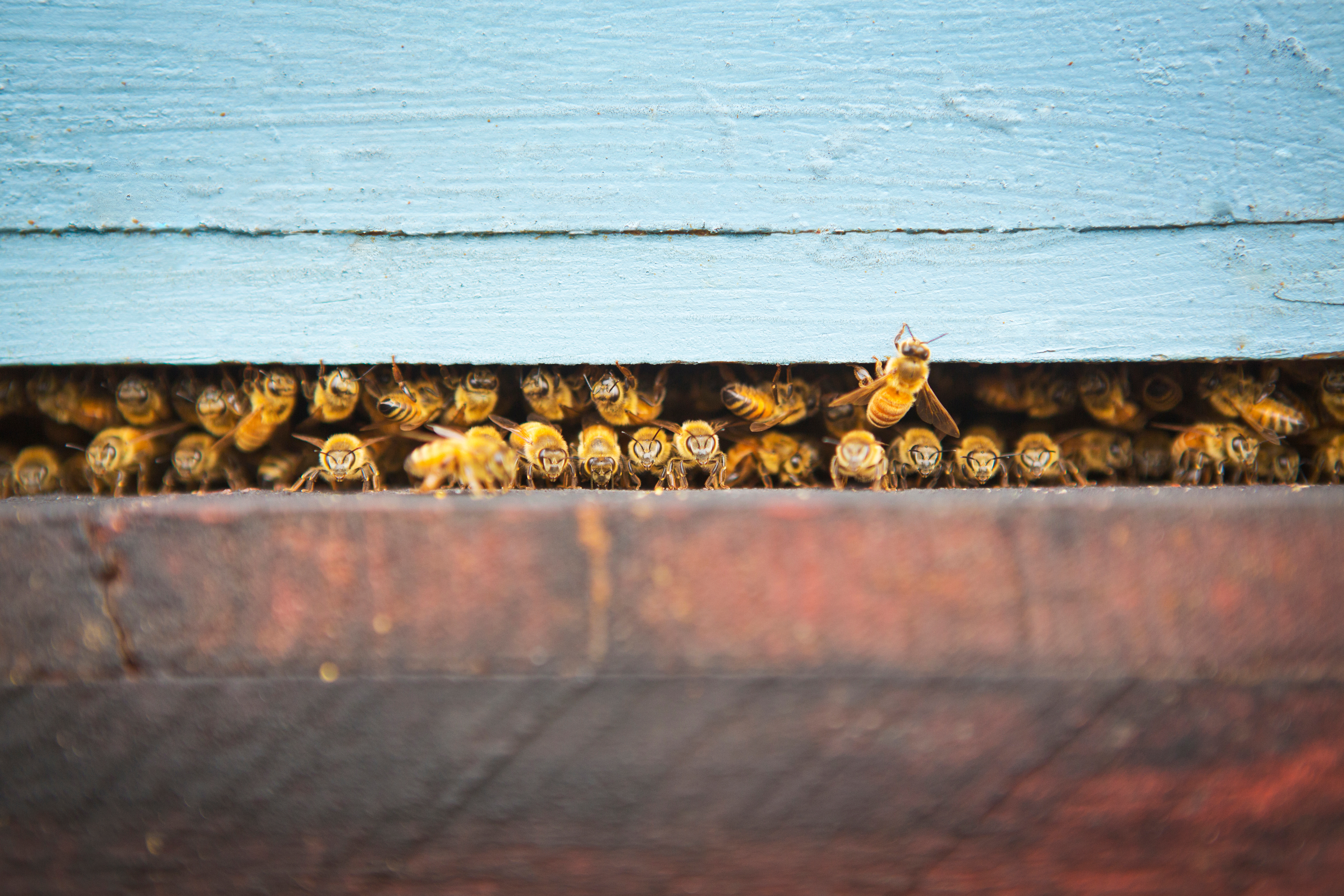 AdobeStock_233660788_bienen_flugloch