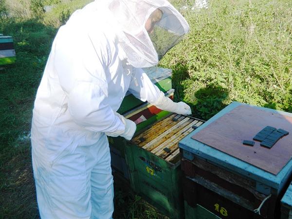 Apilife Var / Package with 2 strips