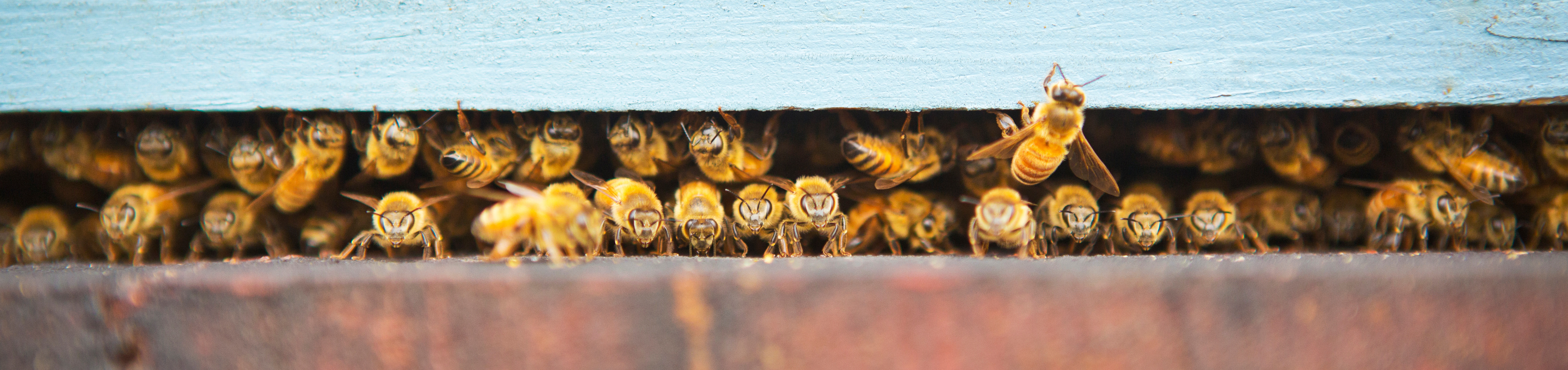 AdobeStock_233660788_bienen_flugloch_edited