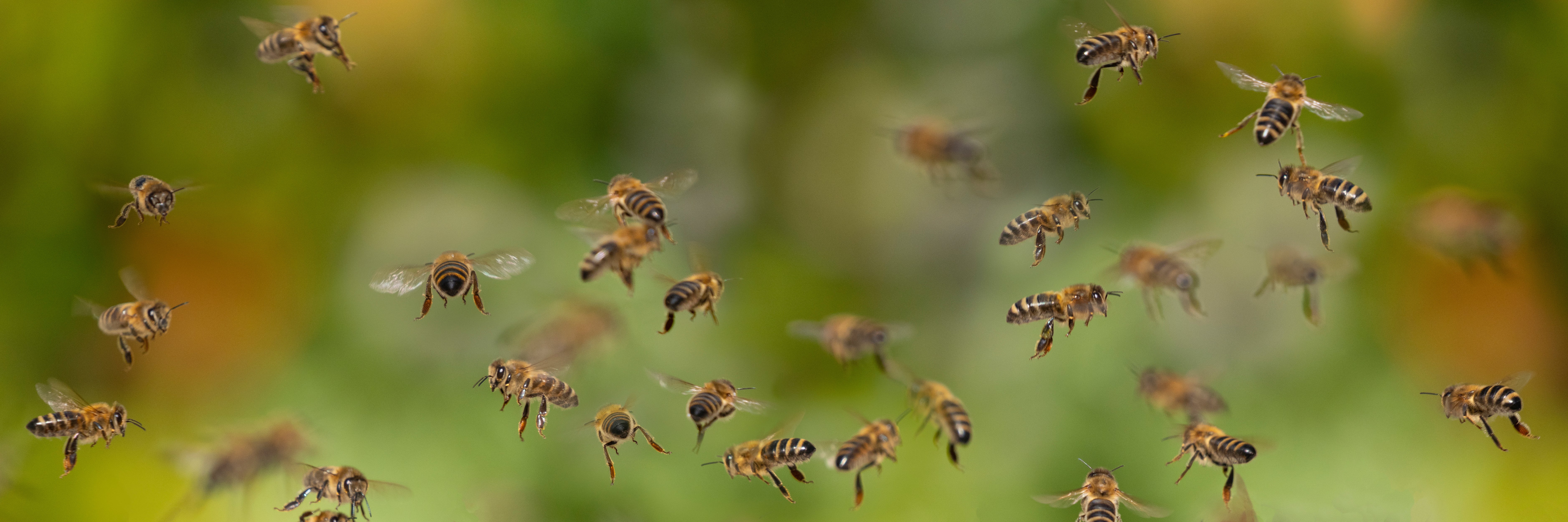 AdobeStock_456394020_fliegende_bienen AdobeStock_456394020_fliegende_bienen
