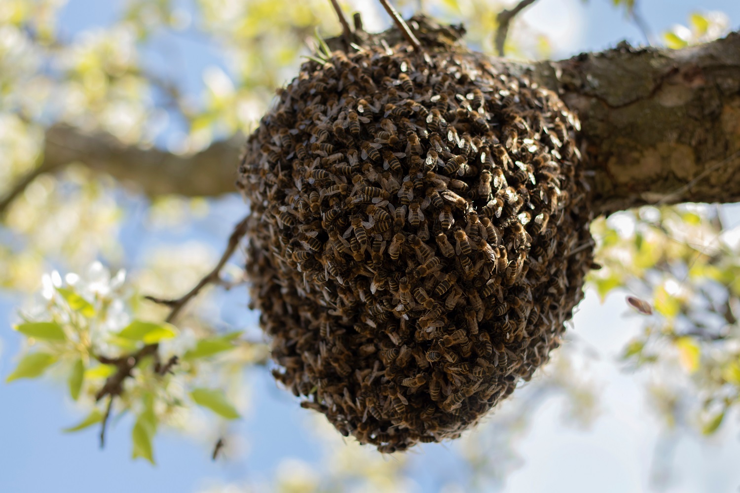 AdobeStock_367505901_bienenschwarm_baum_klein