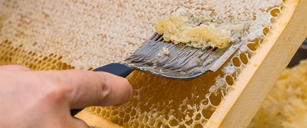 Entdeckelungswalze mit Holzgriff Gabel Waben entdeckeln Mittelwände Honig Imker 